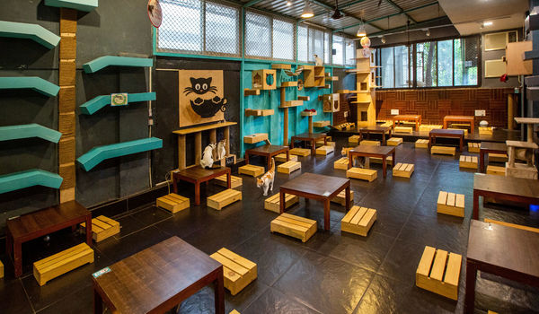 Cat Café Studio-Versova, Western Suburbs-restaurant/688923/restaurant220230602093204.jpg