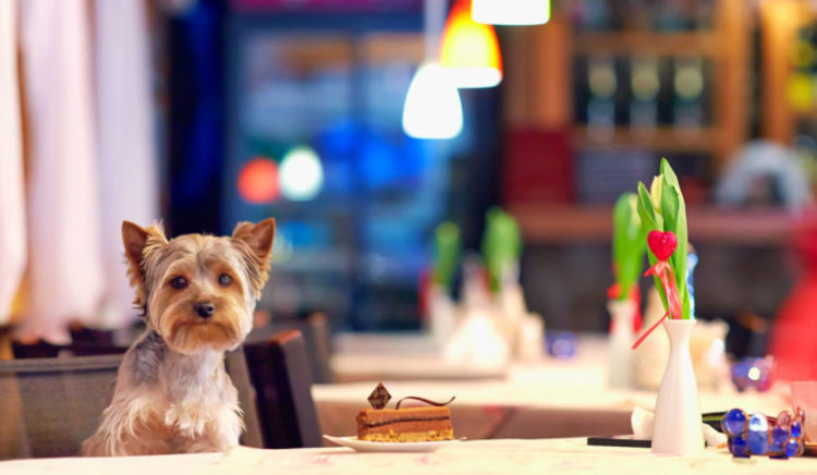 Head over to these pet-friendly places to enjoy your meal without leaving your beloved pets alone at home.