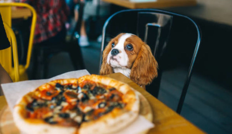 Places to eat 2025 dog friendly near me